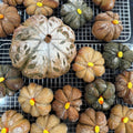 Oct Special - Pumpkin Loaf